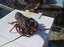 Tuncurry-PhilRoach 035